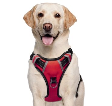 Dog Chest Belt Harness – Comfortable, Adjustable & Durable